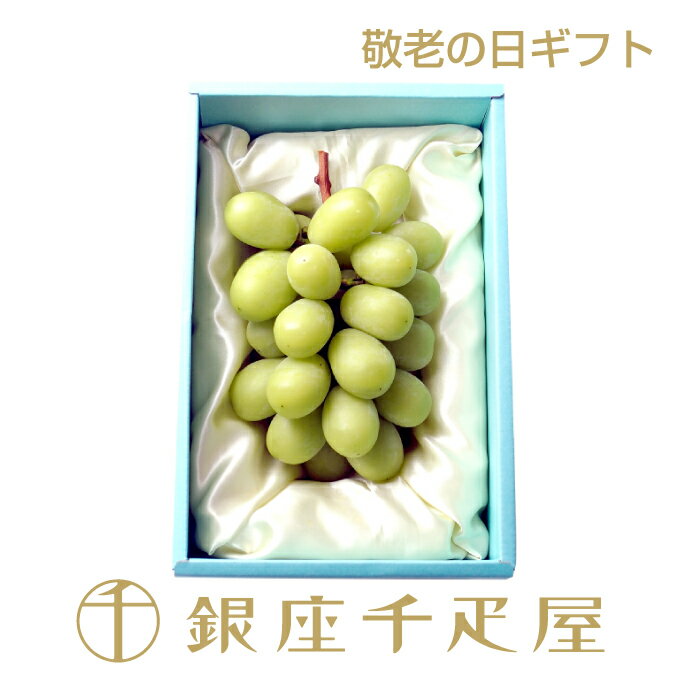 ［敬老の日］シャインマスカット1房入(化粧箱)（お届け期間：9/16〜9/18）～ 敬老の日 ぶどう ギフト 贈り物 フルーツ スイーツ プレゼント お菓子 内祝い 誕生日 お祝い 御礼 快気内祝 お見舞い 送料無料 千疋屋 ～のサムネイル