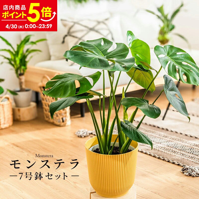 モンステラ　ビトロエンデカ9号鉢付き モンステラ 9号 陶器鉢 Z 通販 販売｜観葉植物のブルーミングスケープ