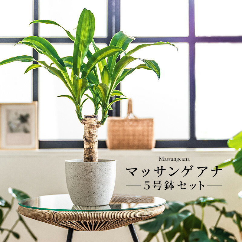 Rakuten - マッサン 観葉 植物 本物 観葉植物 5号 高さ約45〜55cm ドラセナ マッサンゲアナ おしゃれ 幸福の木 ドラセナ・マッサンゲアナ 鉢カバー付き 鉢 お祝い オフィス 店舗 事務所 インテリア 育てやすい 初心者