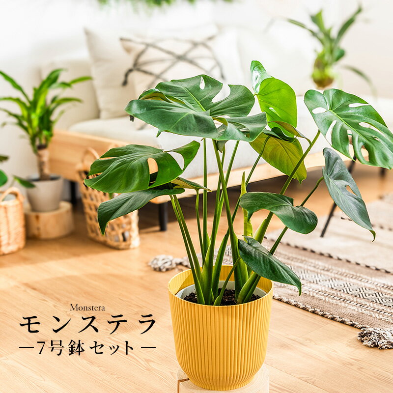 モンステラ インテリア 観葉植物 7号 高さ約55〜75cm 鉢カバー付き おしゃれ 鉢 植物 鉢 お祝い オフィス 店舗 事務所 おしゃれな植木鉢 プレゼント 育てやすい 初心者