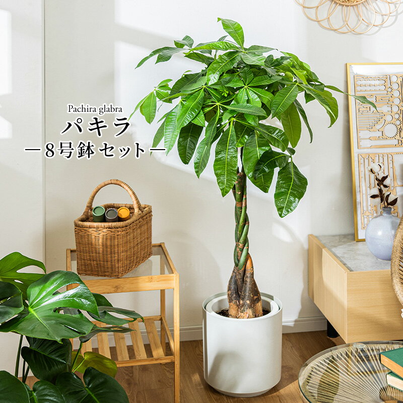 パキラ 観葉植物 8号 鉢カバー付き 高さ約100〜120cm 鉢 植物 本物 インテリア お祝い オフィス 店舗 事務所 おしゃれな植木鉢 プレゼント 育てやすい 初心者