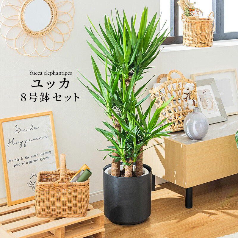 ユッカ 青年の木 観葉植物 8号 鉢カバー付き 高さ約110〜130cm 鉢 植物 本物 インテリア お祝い オフィ..