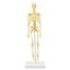 【クーポン配布中&マラソン対象】【5個セット】 ARTEC 人体骨格模型 30cm ATC93608X5