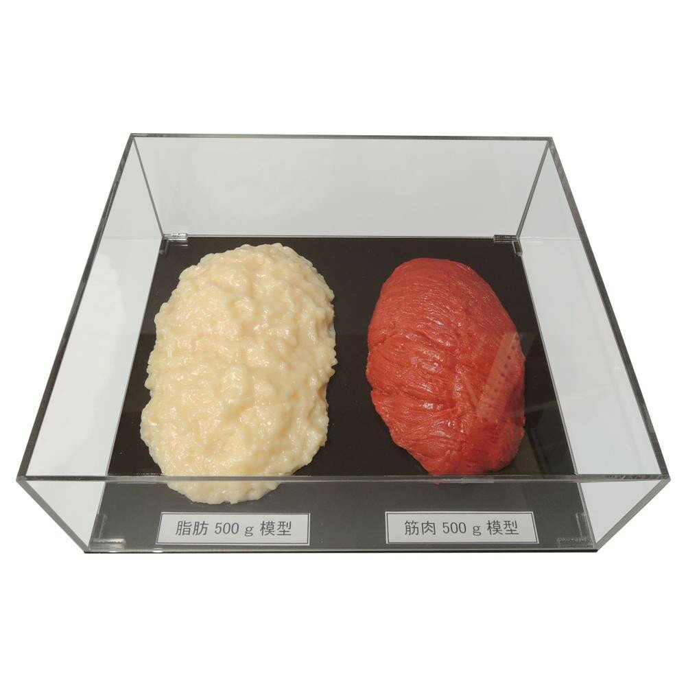 【クーポン配布中】脂肪/筋肉対比セット(アクリルケース入)500g IP-981