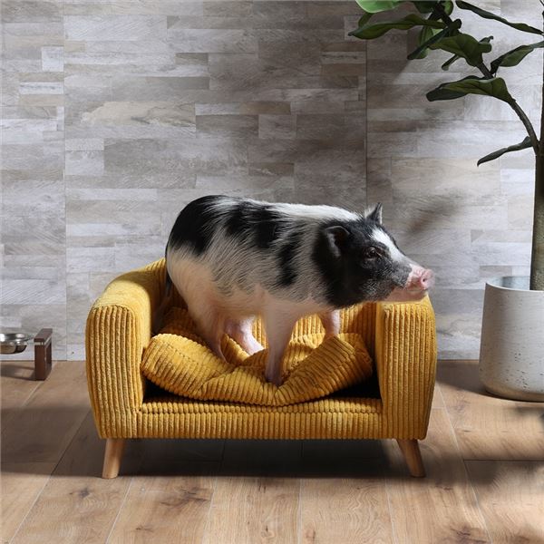 【クーポン配布中】ペット用 ベッド ソファ 犬用 猫用 HARDEN ハーデン YE イエロー 組立品 ペット用品..