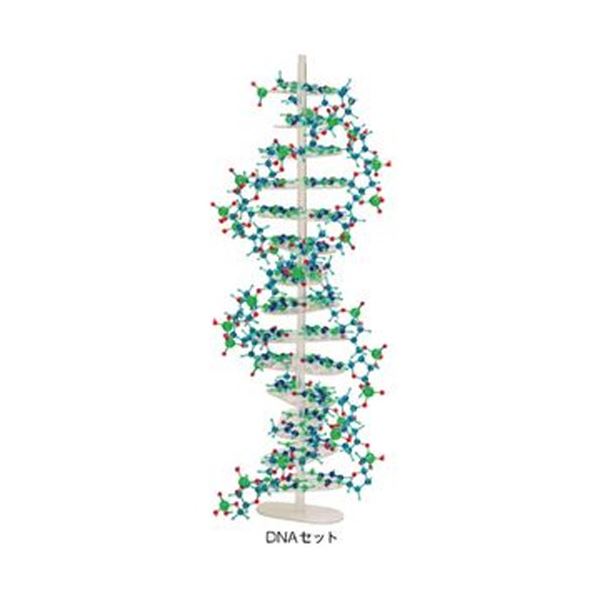 【クーポン配布中】分子構造模型モル・タロウ DNAセット DNA-1