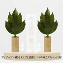 【ポイント5倍 期間限定】【個人様購入可能】●水換え不要 枯れない 榊 プリザーブド 榊 SSタイプと 国産ヒノキの 榊立て セット (1対) A&K [ST-...