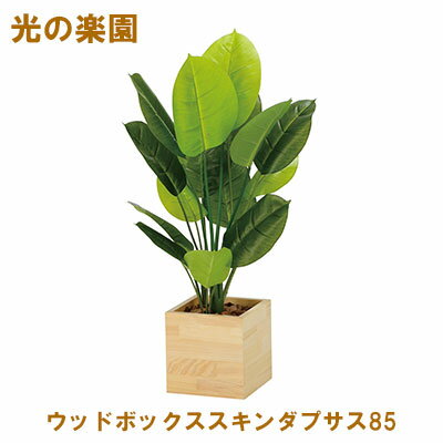 【個人様購入可能】●光の楽園 (2307A210-17) ウッドボックススキンダプサス85 送料無料 95069