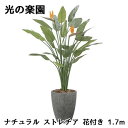 【ポイント5倍 期間限定】【個人様購入可能】● 光の楽園 (2526A800) ナチュラル ストレチア 花付き 1.7m 造花 人工 観葉植物 フェイクグリーン...