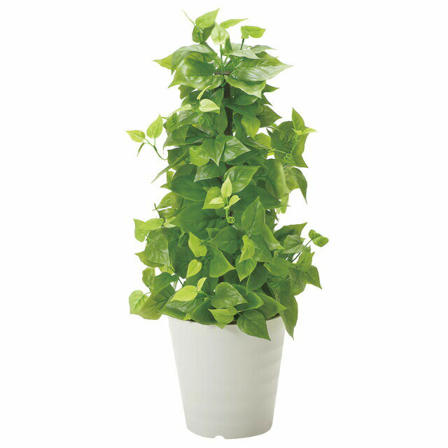 楽天 スーパーSALE期間 10%OFF 【個人様購入可能】●光の楽園 (381B120-61) ポールライムポトス 送料無料 92508