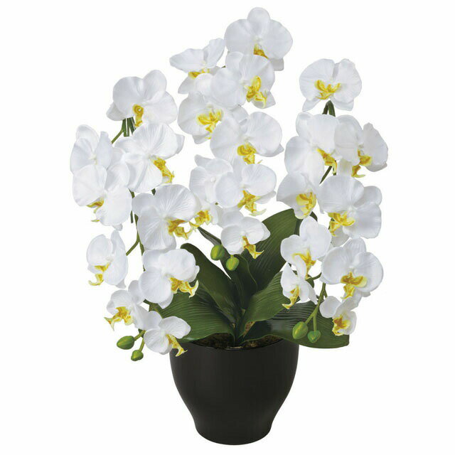 ●光の楽園胡蝶蘭セリースW送料無料...