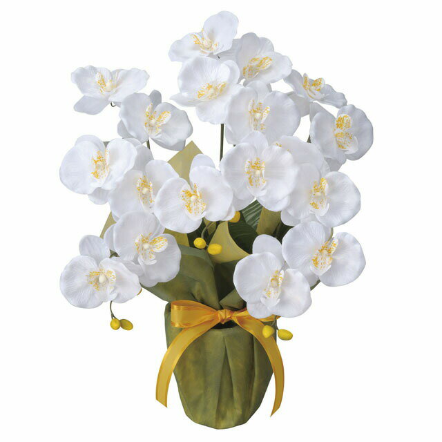 【個人様購入可能】●光の楽園 (25K40-80) ミディ胡蝶蘭W 送料無料 92657