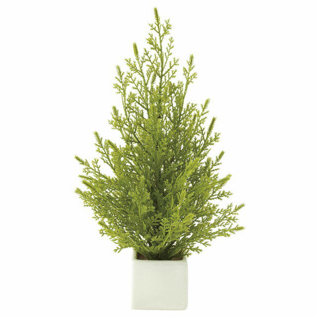 【個人様購入可能】●光の楽園 (634K25-67) ミニゴールドクレスト 送料無料 92534