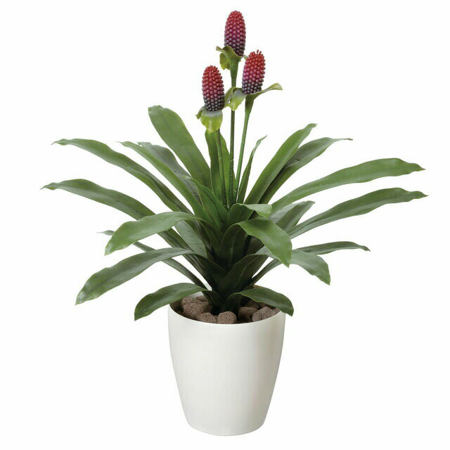 【ポイント3倍 期間限定】【個人様購入可能】●光の楽園 (223A80-59) マガベ花付 送料無料 92488