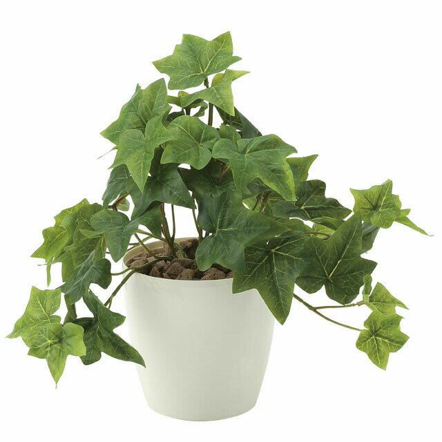 【個人様購入可能】●光の楽園 (640A35-66) フレッシュアイビーS 送料無料 92571