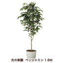 【個人様購入可能】●光の楽園 (2015A250-38) ベンジャミン 1.6M 送料無料 94171
