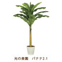 【ポイント5倍 期間限定】【個人様購入可能】●光の楽園 (2209A350-27) バナナ 2.1 送料無料 99459