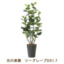 【ポイント5倍 期間限定】【個人様購入可能】●光の楽園 (2244A320-54) シーグレープ DX 1.7 送料無料 99474