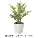 【個人様購入可能】●光の楽園 (2217A50-63) フレッシュ パーム 送料無料 99497