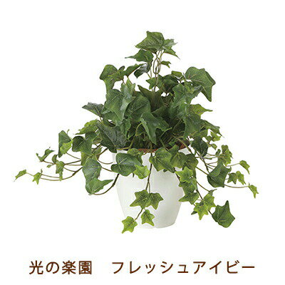 【個人様購入可能】●光の楽園 (2251A50-66) フレッシュ アイビー 送料無料 99500