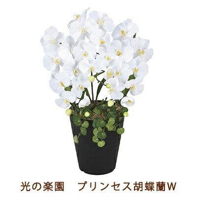 楽天 スーパーSALE期間 10%OFF 【個人様購入可能】●光の楽園 (2266K60-80) プリンセス 胡蝶蘭 W 送料無料 99520