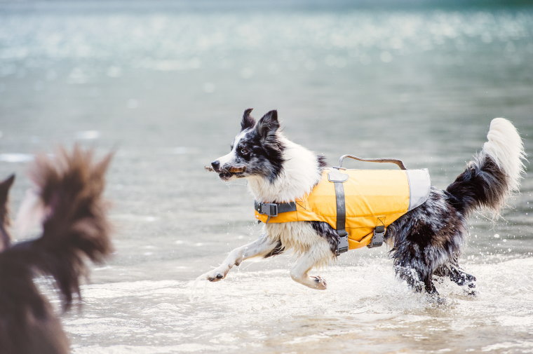 家具 カラー Life ペットハンモック ライフジャケット 中大型犬用ペット ペットグッズ カントリー調 犬用家具 フルッタ トイレ キャリーバッグ Savior 食器台 ドライブ アウトドア ドッグフード フィンランドのドッグブランドフィンランドのドッグブランド Hurtta