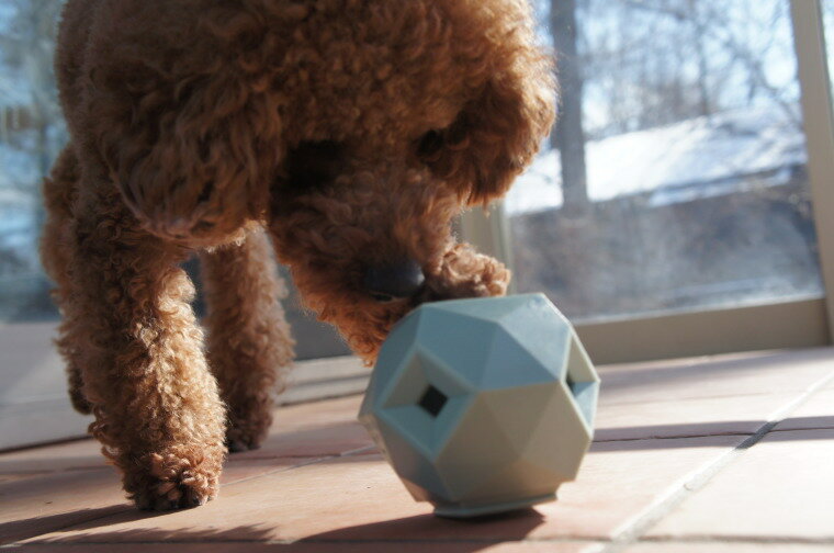 在庫一掃 犬が夢中になるおもちゃup Dog Toys Idvn Com Vn
