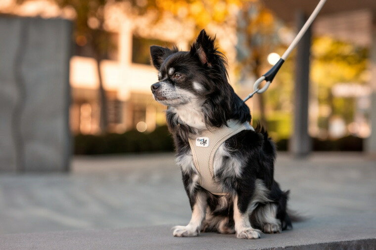 スイスデザイン ベストエアメッシュハーネス クラスプ 中型犬用サイズ 小 宅配便送料無料 クラスプ スイスデザイン ベストエアメッシュハーネス クラスプ 中型犬用サイズ 小 宅配便送料無料 クラスプ