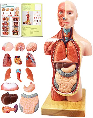 楽天BV-Direct2号店28センチの人体模型、15の部品は取り外しができます、子供が使用するのに敵する、人体胴解剖モデルは心臓、頭、脳、骨格などの部品を含んでいます、4歳以上、医学生学習、学前と学校教育展示