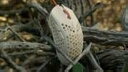 【中古】Finalmouse Ultralight 2 - Cape Town USB ゲーミングマウス