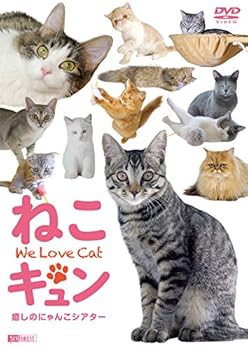 【中古】シンフォレストDVD ねこキュン 癒しのにゃんこシアター We Love Cat