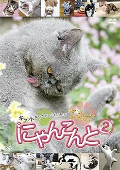 【中古】にゃんこんと2~キャット驚くオモシロねこ動画 ホントはこんなこと言ってたりして~ DVD 【中古】にゃんこんと2~キャット驚くオモシロねこ動画 ホントはこんなこと言ってたりして~ DVD