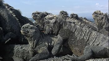 【中古】ワイルドライフ 進化の島 ガラパゴス ウミイグアナ 豊かな海に泳ぎ出せ DVD