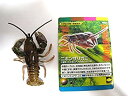 【中古】海洋堂 わがままな天然列島 週刊 日本の天然記念物 ニホンザリガニ【単品】(3)