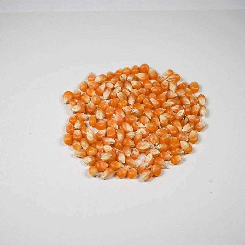 ポップコーン 豆 種 アリサン 有機ポップコーン 250g 3袋セット 2