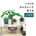 パキラ 土を使わない 観葉植物 ハイドロカルチャー 鉢 ガラス 棚 室内 おしゃれ 小さい 送料無料 ミニ TN