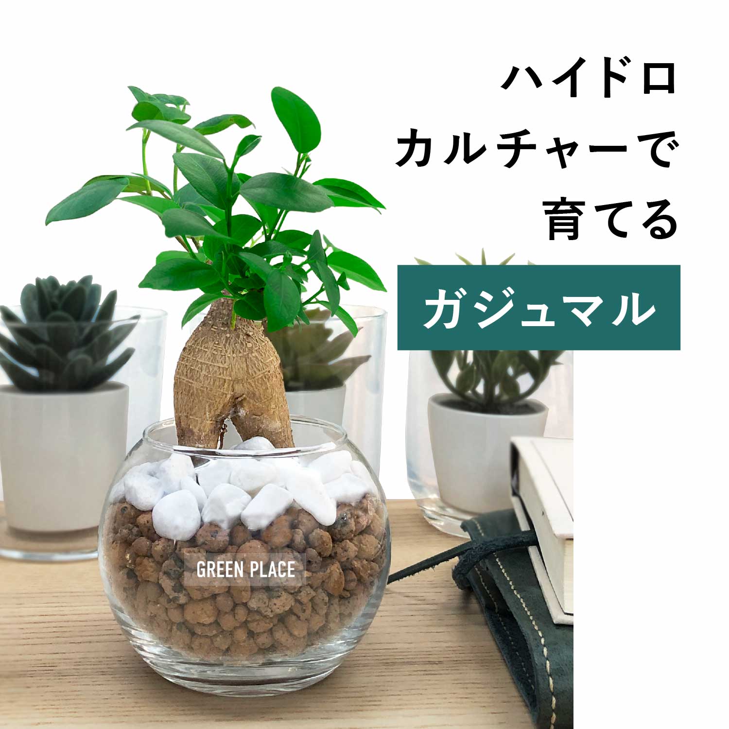 ガジュマル 土を使わない 観葉植物 ハイドロカルチャー 鉢 ガラス 棚 室内 おしゃれ 小さい 送料無料 ミニのサムネイル