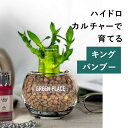 キングバンブー 土を使わない 観葉植物 ハイドロカルチャー 鉢 ガラス 棚 室内 おしゃれ 小さい 送料無料 TN
