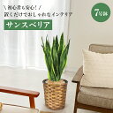観葉植物 サンスベリア 土 大型 本物 おしゃれ 鉢 インテリア 初心者 屋外 室内 大きい 7号 鉢カバー 育て方 NYG