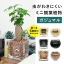 【鉢 × 植え込み材を選べる】 ガジュマル ハイドロカルチャー 観葉植物 土なし 水耕栽培 お祝い ギフト おしゃれ 3号 小型 卓上 小さい ミニサイズ 初心者 GREEN PLACE TN