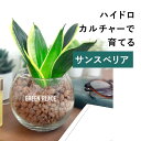 サンスベリア 土を使わない 観葉植物 ハイドロカルチャー 鉢 ガラス 棚 室内 おしゃれ 小さい 送料無料 TN
