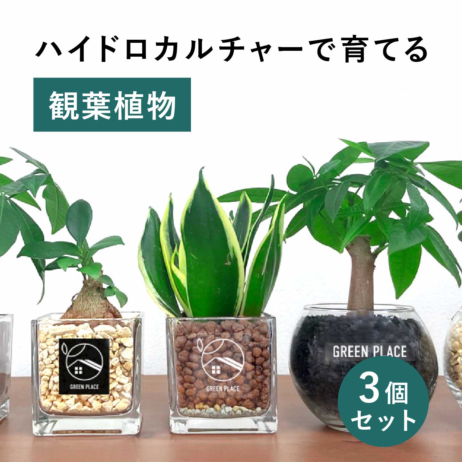 楽天市場】観葉植物 ガジュマル セットの通販 楽天市場】観葉植物 ガジュマル セットの通販