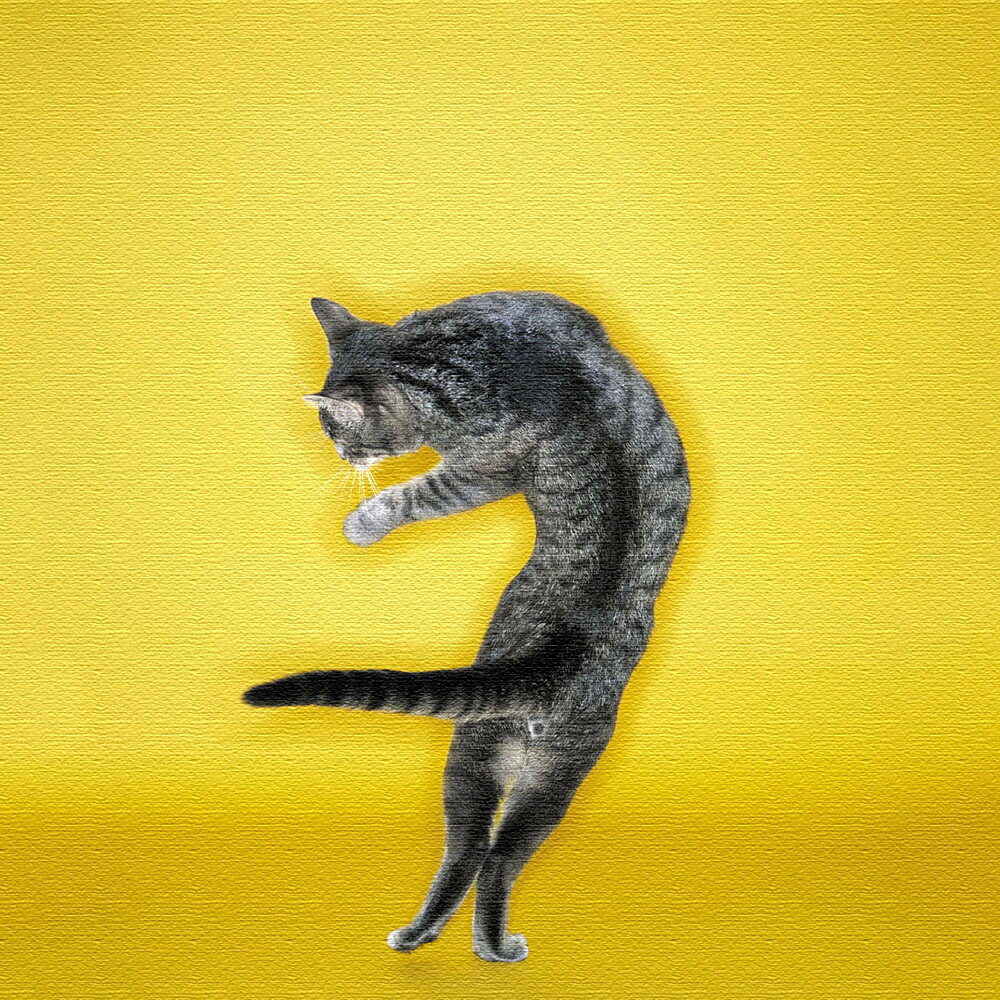 猫のアートパネル 小物 インテリア XLサイズ（100cm×100cm） ウォールアート 壁掛け おしゃれ お洒落 応接室 開店祝い モダン 新築祝い 寝室 結婚祝い 玄関 北欧 リビング