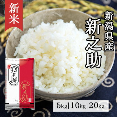 新米 新潟県産 新之助 