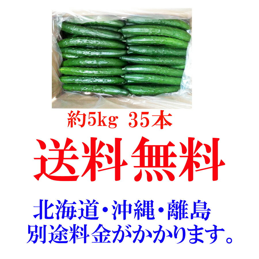 百貨店 農家直送新鮮野菜きゅうりキュウリ胡瓜 atak.com.br 百貨店 農家直送新鮮野菜きゅうりキュウリ胡瓜 atak.com.br