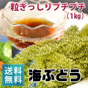 朝どり新鮮！生海ぶどう（1kg）（ 茎なし）【送料無料】｜沖縄 宮古島産 居酒屋 小料理 業務用にも｜2023年度海ぶどう販売開始 3