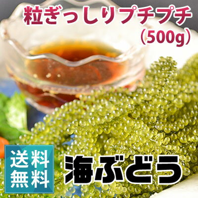 商品名 海ぶどう（500g） 内容量 500g 賞味期限 商品発送日より5日以内お召し上がりください 保存方法 直射日光を避け、常温で保存。（冷蔵・冷凍不可） 原材料 海ぶどう（くびれづた） 生産国 宮古島市 商品説明 【ご注意】 （1）冷蔵庫に入れないでください 海ぶどうは生きており、冷蔵庫に入れると温度の変化によりしぼんでしまいます。 （2）直射日光や30度以上の高温と10度以下の低温にご注意ください。 適温は20度〜25度です。もし、寒さのためしぼんだ場合は食べる直前に水でサッと浸けて戻してください。 （3）海ぶどうの品質には問題ありませんが、小エビが混入している場合があります、軽く水で流してお召し上がりください。 【保存方法】 パックのまま常温で保管してください。海ぶどうが白くなっている時は透明なふた付きの容器に入れて弱い光を当てると色は戻ります。 【食べ方】 軽く水洗いし水をきって刺身をたべる要領でお好みのドレッシングにつけてお召し上がりください。なお、ドレッシングは海ぶどうに直接かけないよにご注意ください。 ●海ぶどうの100gはこちら ●海ぶどうの100g×2パックセット【送料無料】はこちら ●海ぶどうの500g【送料無料】はこちら ●海ぶどうの1,000g【送料無料】はこちら海ぶどうって何？ 海ぶどうは、宮古島などの海域に棲息するイワズタ科の海藻で、直立する茎と小枝の間がくびれていることに由来し、和名ではクビレヅタといい、緑がかった粒の形状から「グリーンキャビア」とも呼ばれています。 宮古島では昔から珍味として親しまれ、栄養成分を豊富に含むことから、一部の地域では海の長命草とも言われています。日本では沖縄、宮古島での栽培数が多く、天然の海ぶどうは5月〜8月に収穫されます。 日本の主な生産拠点は沖縄県です。最近では、養殖が一般的に行われ、海外の海ぶどうも市場に出回るようになっています。 宮古島の透明度の高い海は太陽光をよく通し、栄養素がギュっと凝縮した海ぶどうが収穫できるようになりました。 また、天然のうみぶどうはとても貴重で、沖縄県内でも宮古島の限られた地域でのみ獲ることができます。 海ぶどうの栄養は？ 一般的に海藻類にはカルシウムやマグネシウムなどが 豊富に含まれているといわれています。海ぶどうは栄養素プラス低カロリーで食物繊維が豊富です。 ダイエットの期待は（大）？ 海ぶどうは栄養は、食物繊維が豊富でビタミン、ミネラル、カルシウム、鉄を多く含み、低カロリーで身体に優しい食材です。海ぶどうは海藻の一種なので、脂っこい食事と合わせて食べると、消化の促進にもつながるといわれています。 海ぶどうのカロリーは100gでわずか4kcalと低カロリーのため、体重の気になる方におすすめの健康食材です。 海ぶどうの食べ方は？ ザルなどに移して軽く水洗いをしてください。できれば洗った後に氷水に10秒くらいつけると、プチプチ感が増します。気をとって器に盛り、タレやドレッシング、ポン酢、酢醤油等に付けてお召し上がりください。直接ドレッシング等をかけるとしぼんで食感が損なわれるのでご注意ください。 海ぶどうの保存は？ 海ぶどうは熱帯・亜熱帯の生の海藻なので、冷蔵庫に入れると温度の変化によりしぼんでしまいます。必ず20度〜25度の常温で保存して下さい。 海ぶどうがしぼんだら？ 夏季の猛暑や冬季の寒さの影響で海ぶどうがしぼんだ場合は食べる直前に水に浸けると戻る場合があります。 返金保証って？ 海ぶどうは20〜27℃で保管しないと、すぐにしなびてしまいます。また、長時間うみぶどうを生水にさらすと、うみぶどうの鮮度が失われます。ドレッシングなどは直接海ぶどうにかけるのではなく、別皿に用意し、少しずつつけて食べると美味しくいただけます。 粒が白くなっている場合は、透明なふた付き容器に入れて蛍光灯などの弱い光にさらすともとに戻ります。海ぶどうは生ものなので賞味期限は常温で6日程度となっています。 ＜その他の海ぶどうサイズはこちらです＞ ●海ぶどう1kgはこちら