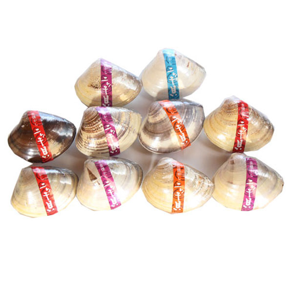 (地域限定送料無料) 昔懐かしいお菓子 西八製菓 ニッキ貝 10コ入り (omtma8806k)【懐かしい お菓子 詰め合わせ 駄菓子 飴 キャンディ 和菓子 島根 出雲 お土産 名物 ギフト 懐かしい味 おやつ 昭和 菓子】 2