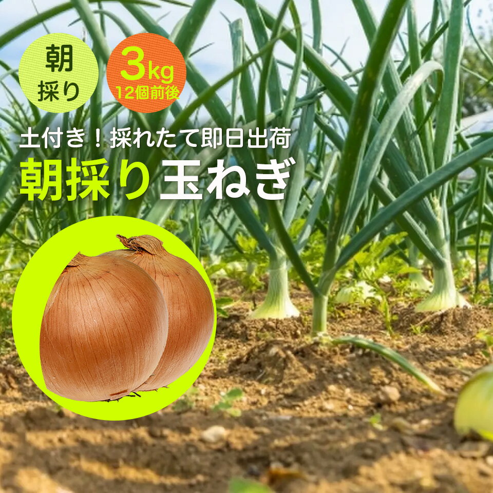 玉ねぎ たまねぎ 玉ネギ 玉葱 3キロ 福島たまねぎ 福島産 福島県 国産 野菜 ギフト 贈り物 贈答 玉葱 季節