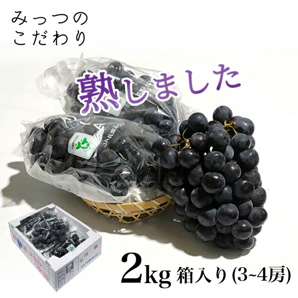 【クール便】種なし【 ゴールデンベリーA 】 兵庫県 加西市産 種なしぶどう 2kg 箱入り 秀品 3～4房のサムネイル